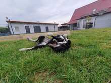 SIYAH, Hund, Mischlingshund in Hohen Pritz - Bild 8