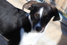 TIAN, Hund, Mischlingshund in Griechenland - Bild 1