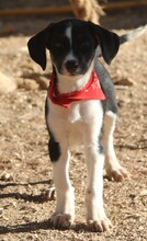 TIAN, Hund, Mischlingshund in Griechenland - Bild 10
