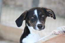TIAN, Hund, Mischlingshund in Griechenland - Bild 2