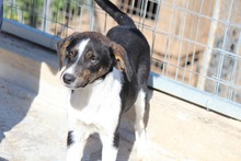 TIAN, Hund, Mischlingshund in Griechenland - Bild 3