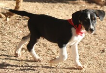 TIAN, Hund, Mischlingshund in Griechenland - Bild 9