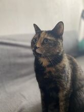 TIGRAH, Katze, Europäisch Kurzhaar-Mix in Wentorf - Bild 11