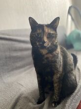 TIGRAH, Katze, Europäisch Kurzhaar-Mix in Wentorf - Bild 12