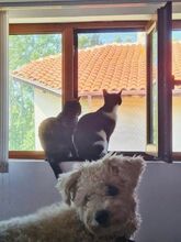 TIGRAH, Katze, Europäisch Kurzhaar-Mix in Wentorf - Bild 5