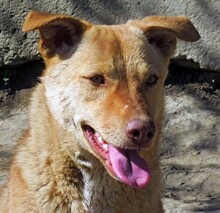 SHARON, Hund, Mischlingshund in Rumänien - Bild 1