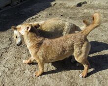 SHARON, Hund, Mischlingshund in Rumänien - Bild 10