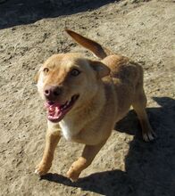 SHARON, Hund, Mischlingshund in Rumänien - Bild 2