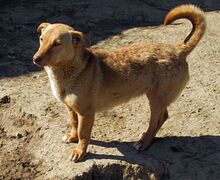 SHARON, Hund, Mischlingshund in Rumänien - Bild 3