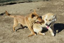 SHARON, Hund, Mischlingshund in Rumänien - Bild 4