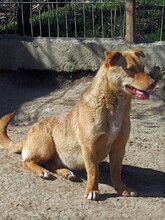 SHARON, Hund, Mischlingshund in Rumänien - Bild 6