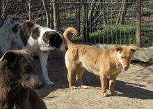 SHARON, Hund, Mischlingshund in Rumänien - Bild 8