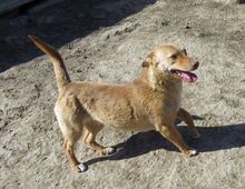 SHARON, Hund, Mischlingshund in Rumänien - Bild 9