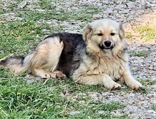 SPARKY, Hund, Mischlingshund in Rumänien - Bild 10