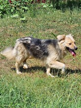 SPARKY, Hund, Mischlingshund in Rumänien - Bild 11