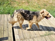 SPARKY, Hund, Mischlingshund in Rumänien - Bild 12