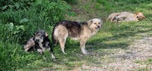 SPARKY, Hund, Mischlingshund in Rumänien - Bild 14