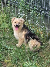SPARKY, Hund, Mischlingshund in Rumänien - Bild 15