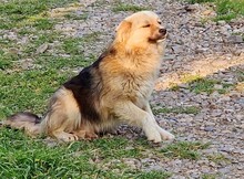SPARKY, Hund, Mischlingshund in Rumänien - Bild 16