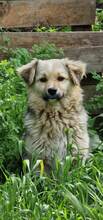 SPARKY, Hund, Mischlingshund in Rumänien - Bild 17
