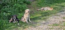 SPARKY, Hund, Mischlingshund in Rumänien - Bild 18