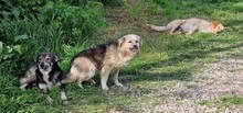 SPARKY, Hund, Mischlingshund in Rumänien - Bild 19