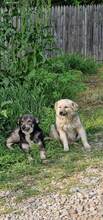 SPARKY, Hund, Mischlingshund in Rumänien - Bild 20