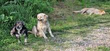 SPARKY, Hund, Mischlingshund in Rumänien - Bild 21