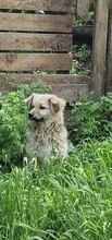 SPARKY, Hund, Mischlingshund in Rumänien - Bild 22