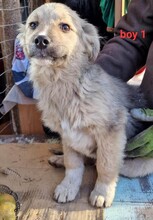 SPARKY, Hund, Mischlingshund in Rumänien - Bild 25