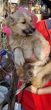 SPARKY, Hund, Mischlingshund in Rumänien - Bild 27