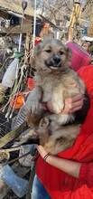SPARKY, Hund, Mischlingshund in Rumänien - Bild 28