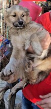 SPARKY, Hund, Mischlingshund in Rumänien - Bild 29