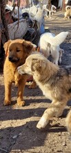 SPARKY, Hund, Mischlingshund in Rumänien - Bild 32