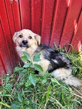 SPARKY, Hund, Mischlingshund in Rumänien - Bild 4