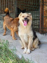 SPARKY, Hund, Mischlingshund in Rumänien - Bild 5