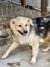SPARKY, Hund, Mischlingshund in Rumänien - Bild 6