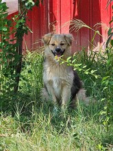 SPARKY, Hund, Mischlingshund in Rumänien - Bild 7