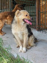 SPARKY, Hund, Mischlingshund in Rumänien - Bild 8