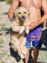 SPARKY, Hund, Mischlingshund in Rumänien - Bild 9