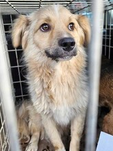 SPARKY, Hund, Mischlingshund in Itzstedt