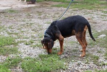 LUCIAN, Hund, Mischlingshund in Lohra-Reimershausen - Bild 2