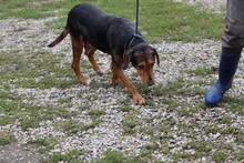 LUCIAN, Hund, Mischlingshund in Lohra-Reimershausen - Bild 3