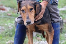LUCIAN, Hund, Mischlingshund in Lohra-Reimershausen - Bild 4