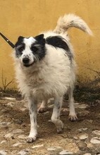 MUMSIE, Hund, Podengo Portugues in Grafenberg - Bild 5