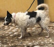 MUMSIE, Hund, Podengo Portugues in Grafenberg - Bild 6