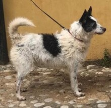 MUMSIE, Hund, Podengo Portugues in Grafenberg - Bild 7