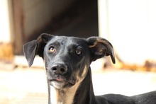 ROSE, Hund, Mischlingshund in Griechenland - Bild 1