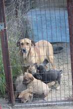 ROSE, Hund, Mischlingshund in Griechenland - Bild 11
