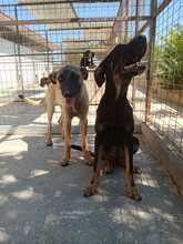 ROSE, Hund, Mischlingshund in Griechenland - Bild 13
